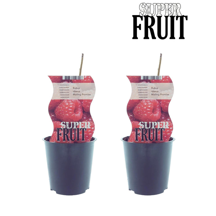 Scatola - 2 Cespugli Di Lamponi Rubus Malling Promise