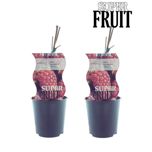 Scatola - 2 Cespugli Di Lamponi Rubus Tayberry