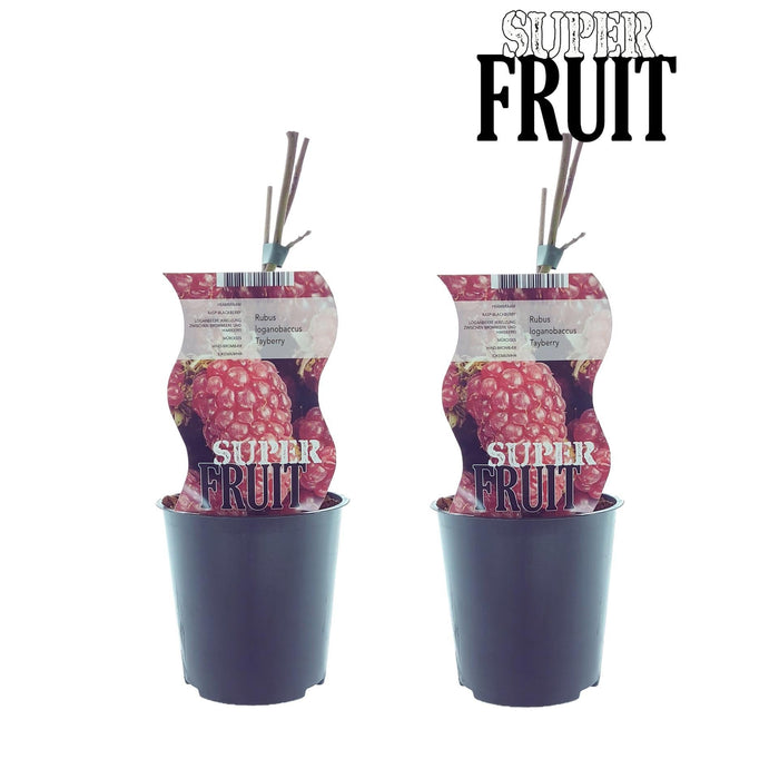 Scatola - 2 Cespugli Di Lamponi Rubus Tayberry