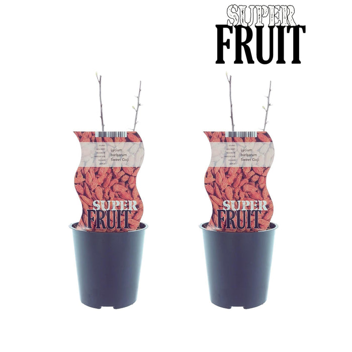 Scatola - 2 Bacche Di Lycium Goji