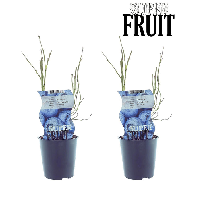 Scatola - 2 Mirtilli Vaccinium Berkeley