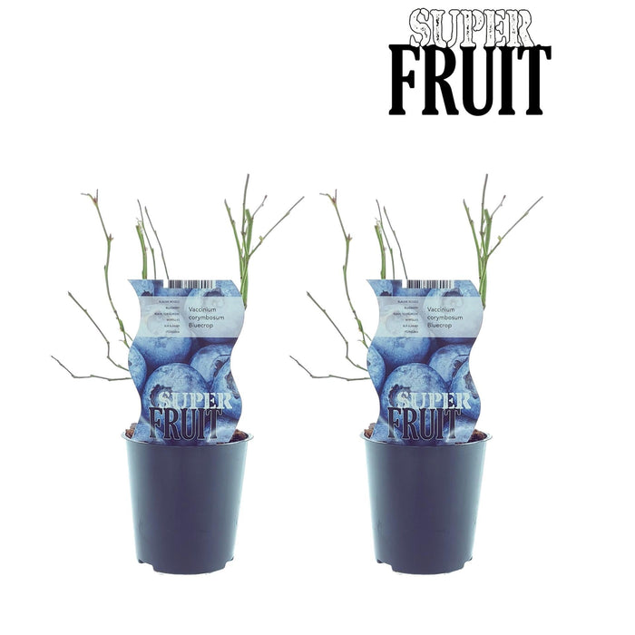 Scatola - 2 Mirtilli Vaccinium Bluecrop