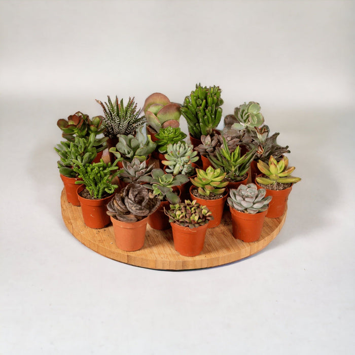 Scatola 20 Baby Cactus E Piante Grasse - 10Cm - Ø5,5
