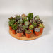 Scatola 20 Baby Cactus E Piante Grasse - 10Cm - Ø5,5