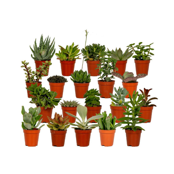 Scatola 20 Baby Cactus E Piante Grasse - 10Cm - Ø5,5