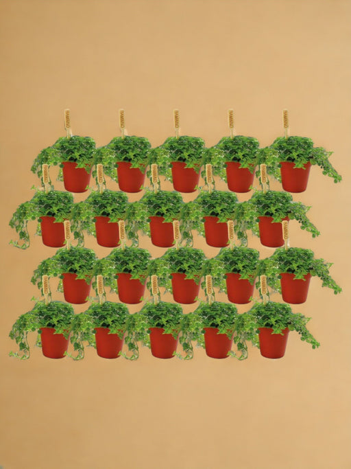 Scatola - 20 Pilea Depressa