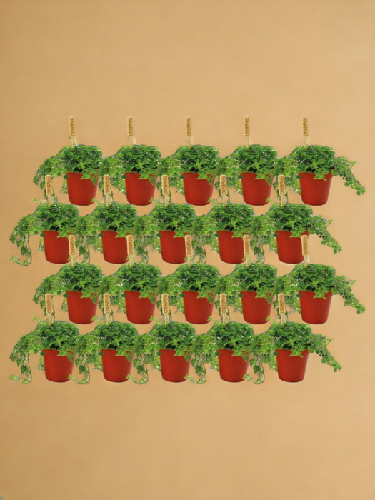 Scatola - 20 Pilea Depressa