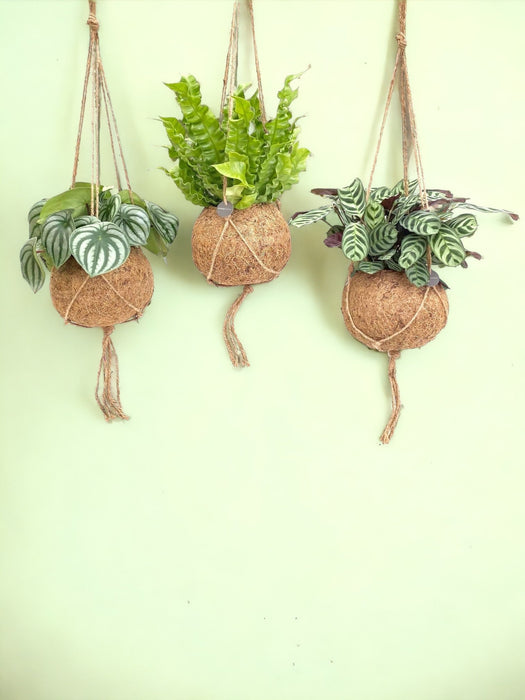 Scatola - 3 Giungla Kokodama