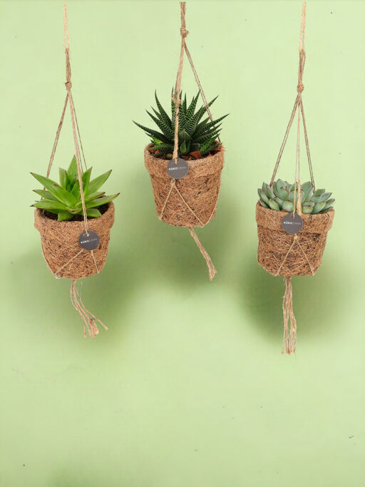 Scatola - 3 Succulente Kokodama