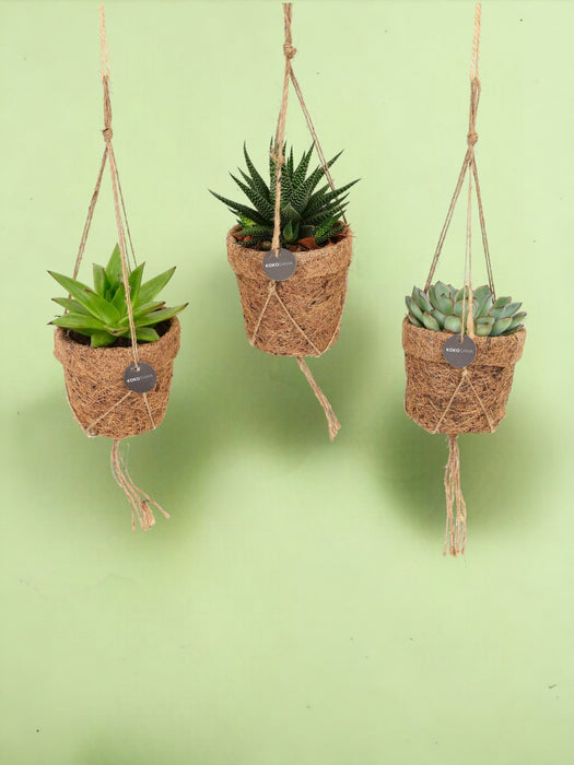 Scatola - 3 Succulente Kokodama