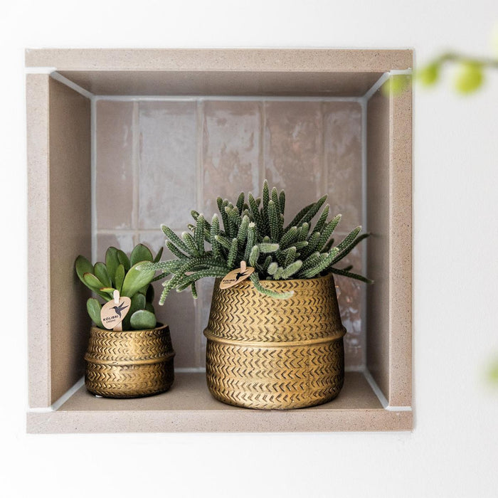 Scatola 3 Rhipsalis E I Loro Vasi Per Piante Dorate - Ø9Cm - Pianta Da Interno