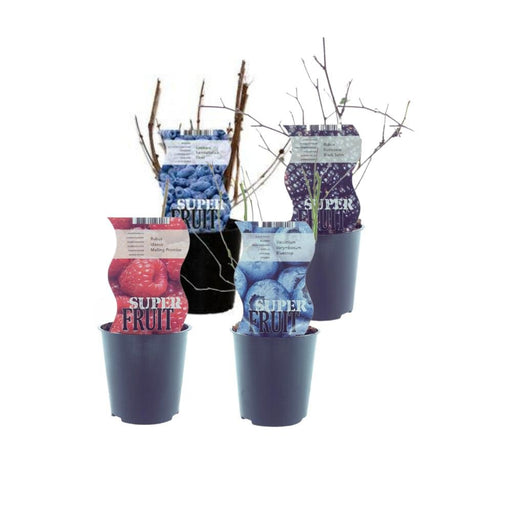 Box - 4 Piante Piccoli Frutti Lampone Ribes Rosso Mirtillo