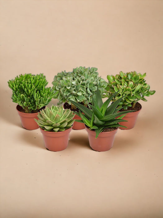 Scatola - 5 Piante Grasse Essenziali