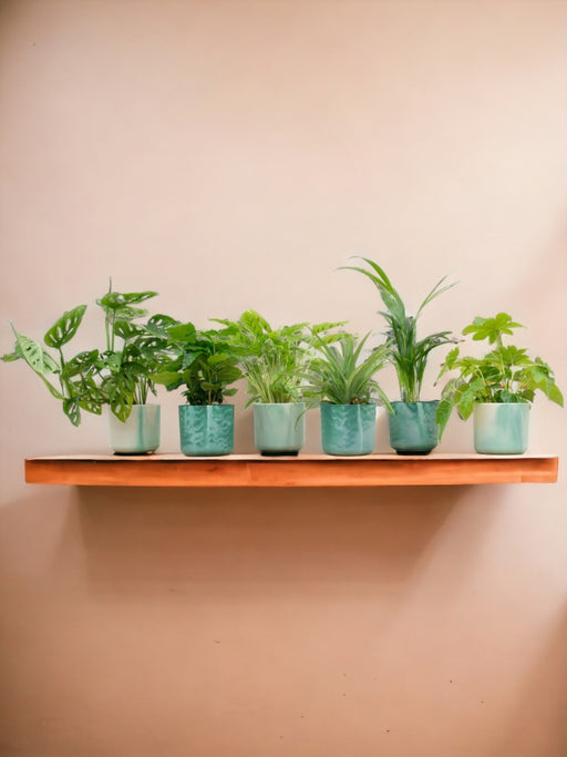 Box 6 Piante E Vasi Da Interno Elho Ocean Green Ø14