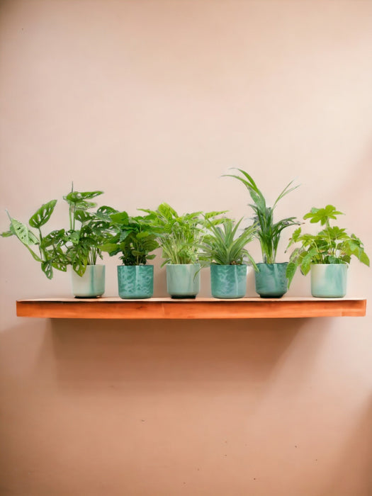 Box 6 Piante E Vasi Da Interno Elho Ocean Green Ø14