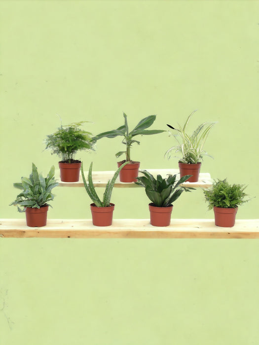 Scatola: 7 Piccole Piante D'appartamento Essenziali