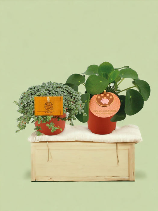 Scatola - Duo De Pilea