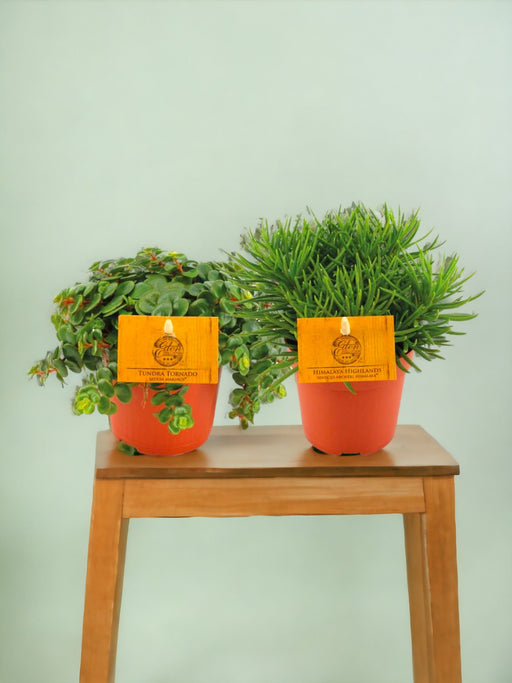 Scatola - Sedum E Senecio