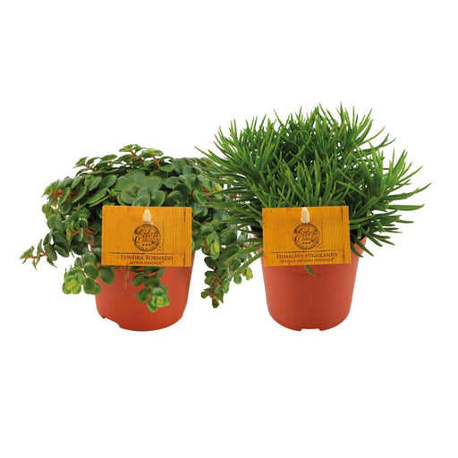 Scatola - Sedum E Senecio