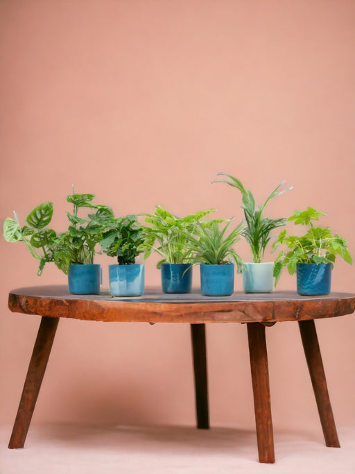 Surprise Box 6 Piante E Vasi Da Interno Elho Ocean Ø14