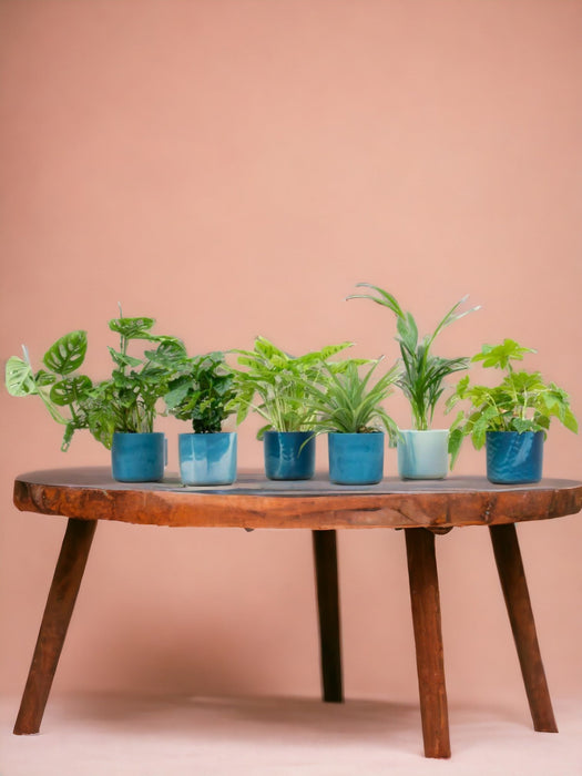 Surprise Box 6 Piante E Vasi Da Interno Elho Ocean Ø14