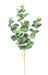 Ramo Di Eucalipto Artificiale Gunnii 70Cm Verde