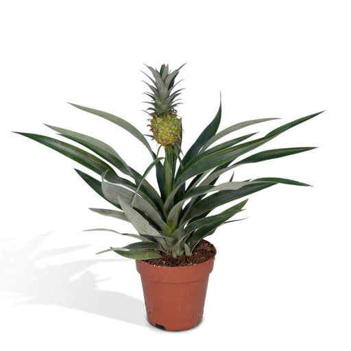 Ananas Bromelia