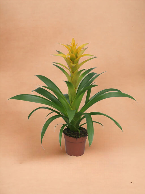 Bromelia Guzmania Desiderio