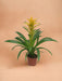 Bromelia Guzmania Desiderio