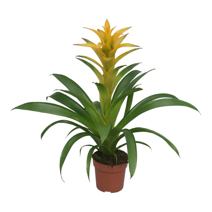 Bromelia Guzmania Desiderio