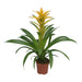 Bromelia Guzmania Desiderio
