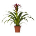 Bromelia Guzmania Nextara