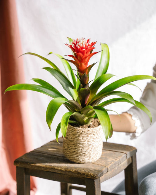 Bromelia Speranza