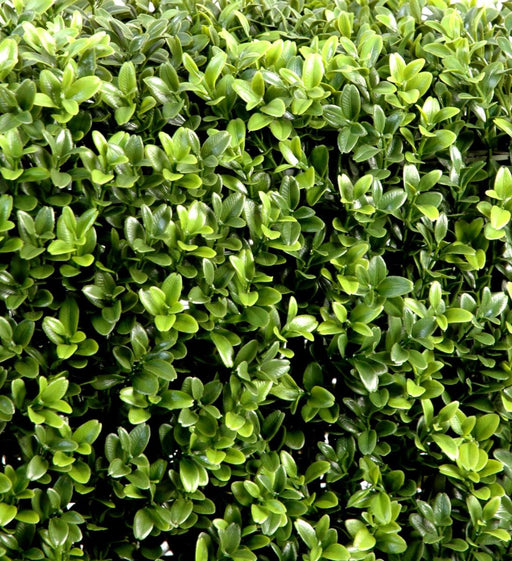 Doppia Sfera Di Bosso Artificiale 140Cm Per Interni Esterni