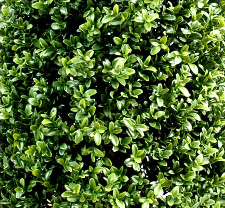 Sfera Di Bosso Artificiale 100 Cm Per Interni Ed Esterni