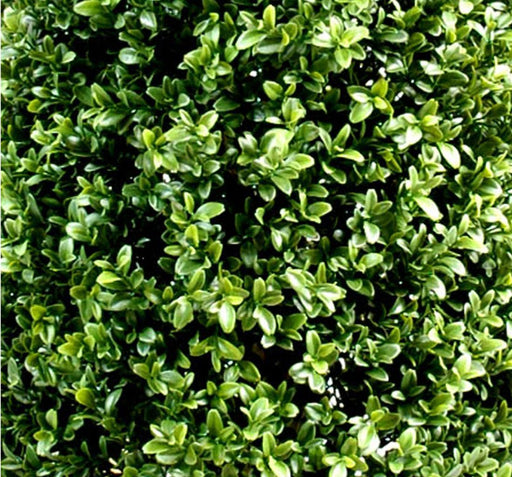 Sfera Di Bosso Artificiale 80Cm Per Giardino Interno Esterno