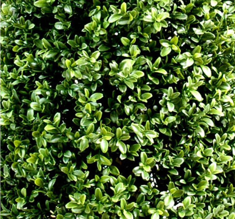 Sfera Di Bosso Artificiale 80Cm Per Giardino Interno Esterno