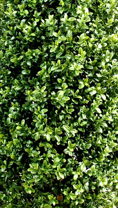 Piramide Topiaria Artificiale In Legno Di Bosso Da 70 Cm Per Giardino