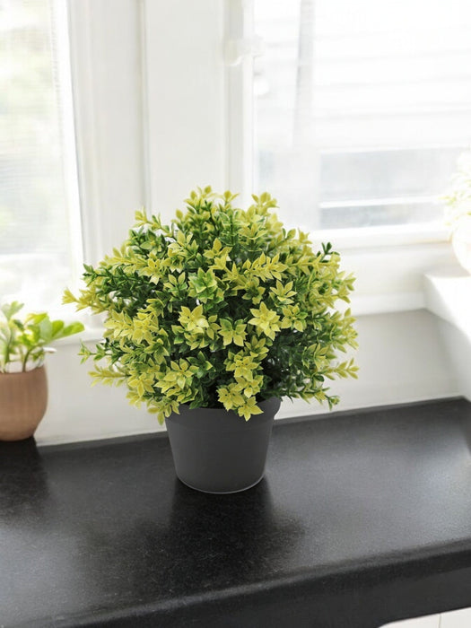 Bosso Giallo In Vaso - Bosso Artificiale