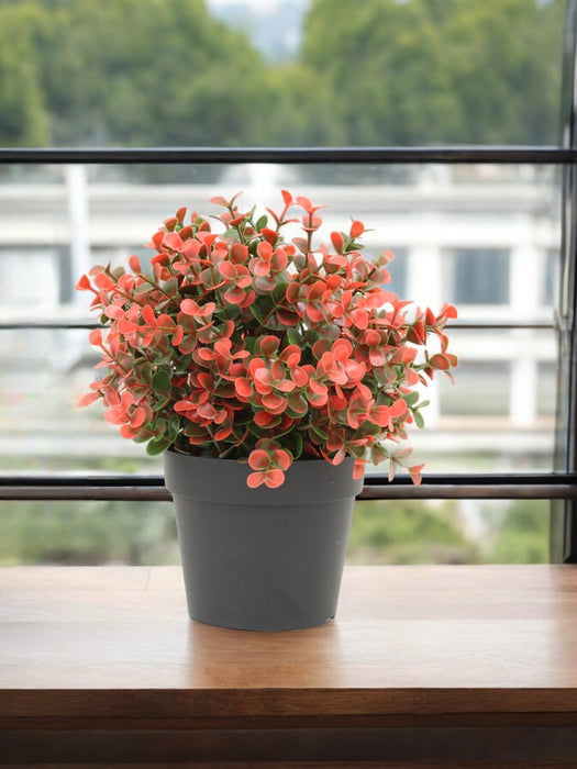 Bosso Rosso In Vaso - Bosso Artificiale