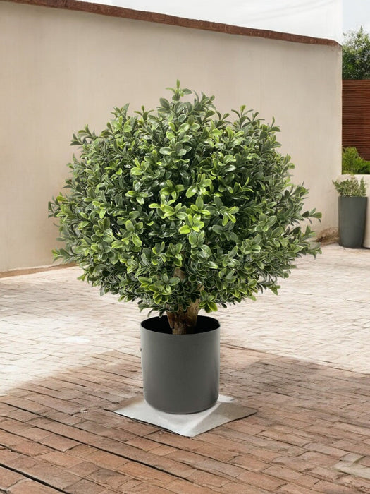 Buxus - Bosso Artificiale