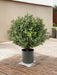 Buxus - Bosso Artificiale