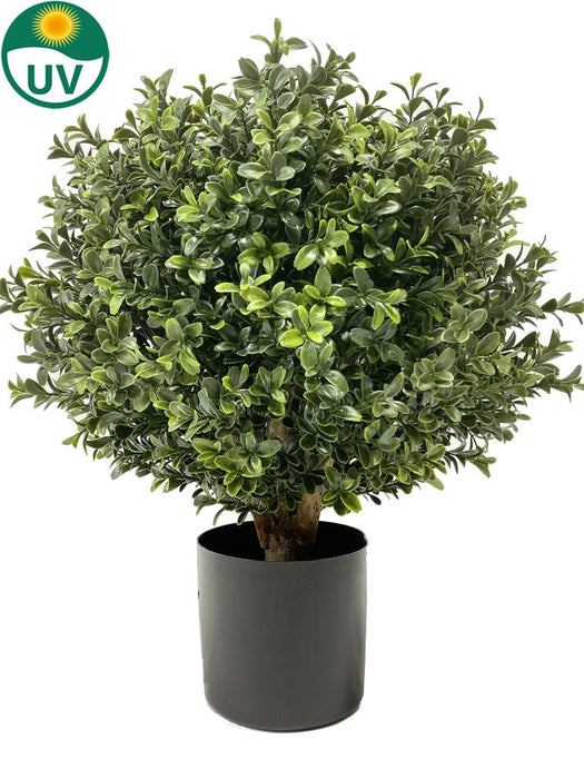 Buxus - Bosso Artificiale