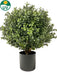 Buxus - Bosso Artificiale