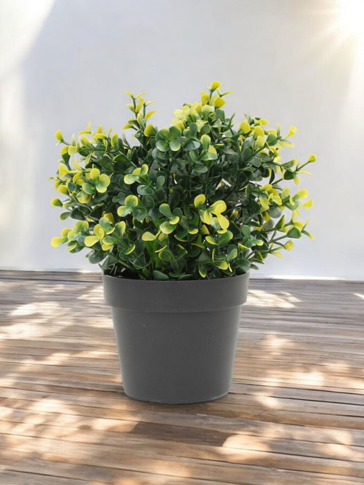 Buxus Giallo In Vaso - Bosso Artificiale