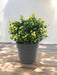 Buxus Giallo In Vaso - Bosso Artificiale