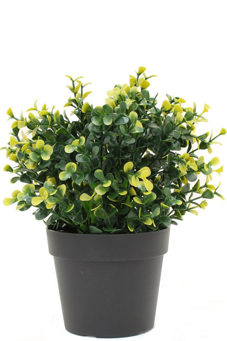 Buxus Giallo In Vaso - Bosso Artificiale