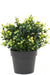 Buxus Giallo In Vaso - Bosso Artificiale