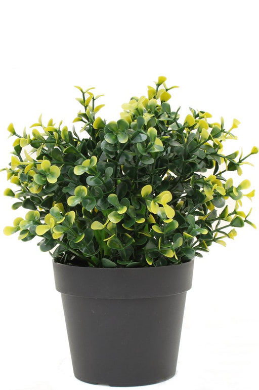 Buxus Giallo In Vaso - Bosso Artificiale
