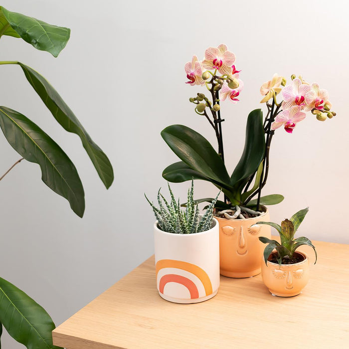 Vaso Per Piante Arcobaleno - Ø9Cm